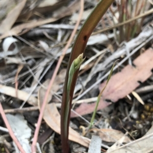 Calochilus sp. at Kaleen, ACT - 20 Oct 2018