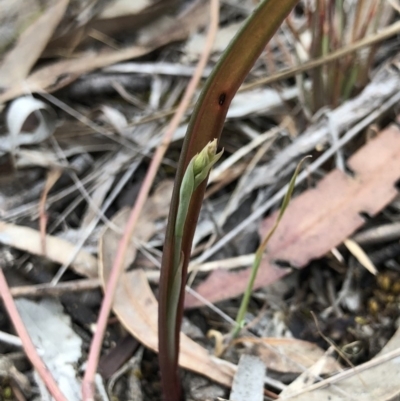 Calochilus sp. (A Beard Orchid) at Kaleen, ACT - 20 Oct 2018 by AaronClausen