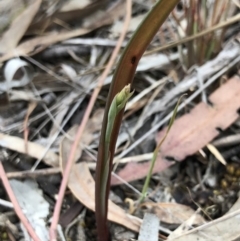 Calochilus sp. (A Beard Orchid) at Gungaderra Grasslands - 20 Oct 2018 by AaronClausen