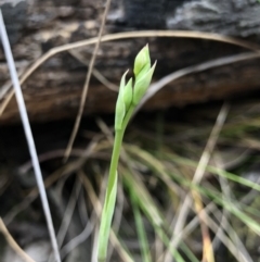 Calochilus sp. (A Beard Orchid) at Kaleen, ACT - 20 Oct 2018 by AaronClausen