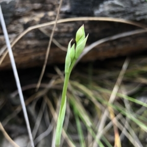 Calochilus sp. at Kaleen, ACT - suppressed