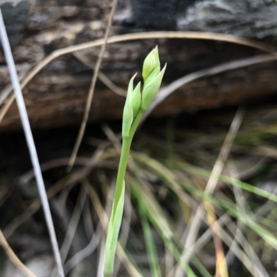 Calochilus sp. (A Beard Orchid) at Gungaderra Grasslands - 20 Oct 2018 by AaronClausen