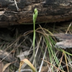 Calochilus sp. at Kaleen, ACT - suppressed