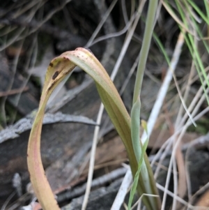 Calochilus sp. at Kaleen, ACT - suppressed