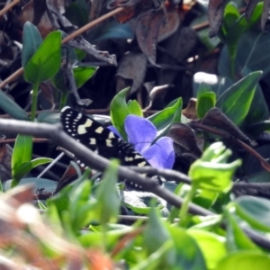 Phalaenoides tristifica at Tharwa, ACT - 18 Oct 2018