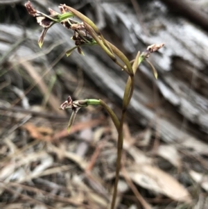 Diuris sp. at Kaleen, ACT - 20 Oct 2018