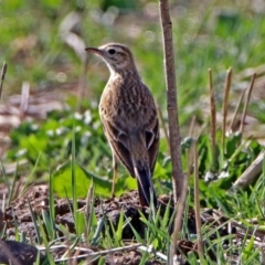 Anthus australis (Australian Pipit) at Paddys River, ACT - 18 Oct 2018 by RodDeb