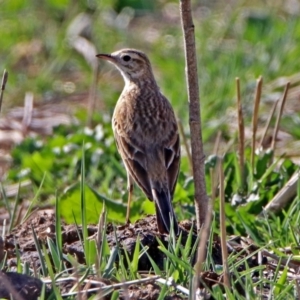 Anthus australis at Paddys River, ACT - 18 Oct 2018