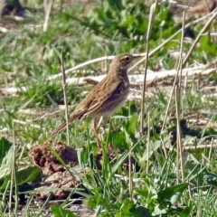 Anthus australis at Paddys River, ACT - 18 Oct 2018 04:40 PM