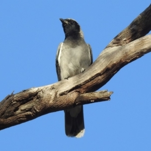 Coracina novaehollandiae at Paddys River, ACT - 18 Oct 2018 12:30 PM