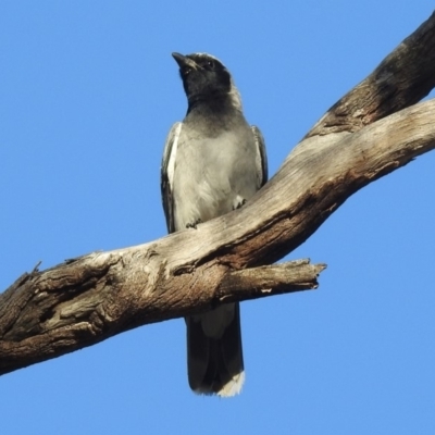 Coracina novaehollandiae (Black-faced Cuckooshrike) at Paddys River, ACT - 18 Oct 2018 by RodDeb