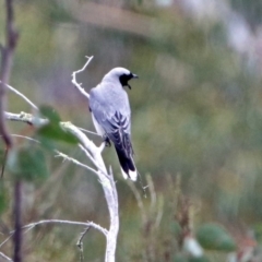 Coracina novaehollandiae at Paddys River, ACT - 18 Oct 2018 12:30 PM