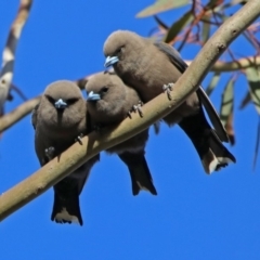 Artamus cyanopterus (Dusky Woodswallow) at Tennent, ACT - 18 Oct 2018 by RodDeb