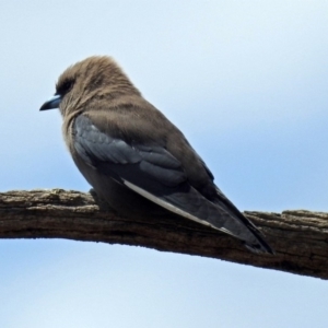 Artamus cyanopterus cyanopterus at Tennent, ACT - 18 Oct 2018