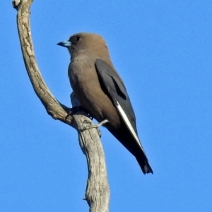 Artamus cyanopterus at Tennent, ACT - 18 Oct 2018 01:24 PM