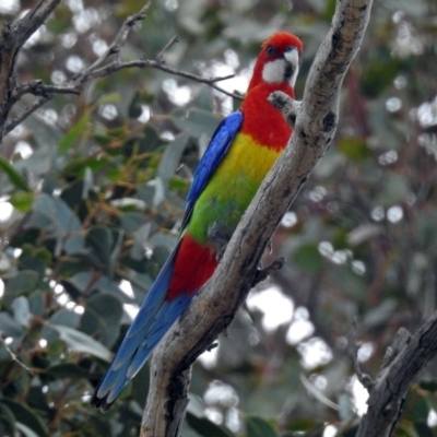 Platycercus eximius (Eastern Rosella) at Paddys River, ACT - 18 Oct 2018 by RodDeb