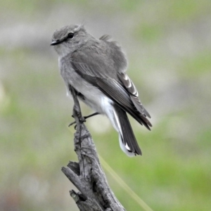 Microeca fascinans at Paddys River, ACT - 18 Oct 2018 12:54 PM