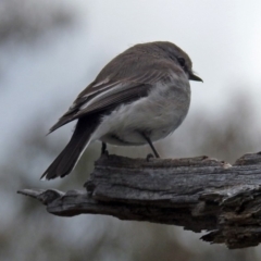 Microeca fascinans at Paddys River, ACT - 18 Oct 2018 12:54 PM