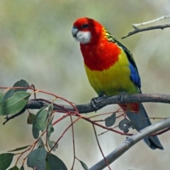 Platycercus eximius (Eastern Rosella) at Namadgi National Park - 18 Oct 2018 by RodDeb