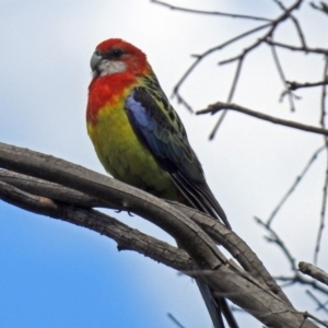 Platycercus eximius at Paddys River, ACT - 18 Oct 2018