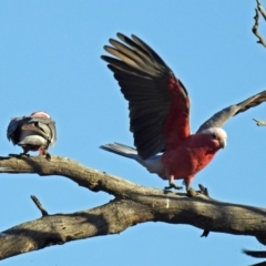 Eolophus roseicapilla (Galah) at Namadgi National Park - 18 Oct 2018 by RodDeb