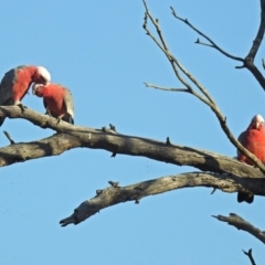 Eolophus roseicapilla at Paddys River, ACT - 18 Oct 2018