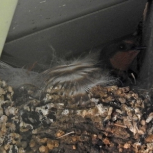 Hirundo neoxena at Tharwa, ACT - 18 Oct 2018