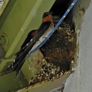 Hirundo neoxena at Tharwa, ACT - 18 Oct 2018