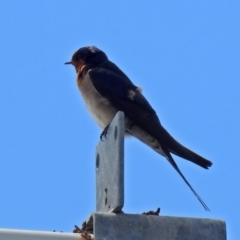 Hirundo neoxena at Tharwa, ACT - 18 Oct 2018 12:01 PM