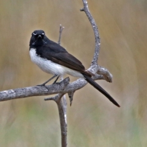 Rhipidura leucophrys at Paddys River, ACT - 18 Oct 2018 12:12 PM