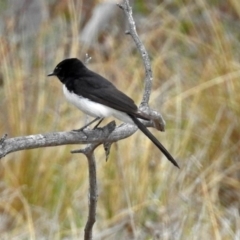 Rhipidura leucophrys at Paddys River, ACT - 18 Oct 2018 12:12 PM