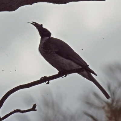 Philemon corniculatus (Noisy Friarbird) at Namadgi National Park - 18 Oct 2018 by RodDeb