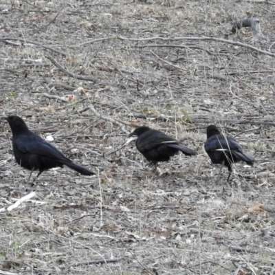 Corcorax melanorhamphos (White-winged Chough) at Namadgi National Park - 18 Oct 2018 by RodDeb