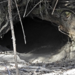 Vombatus ursinus at Tharwa, ACT - 18 Oct 2018