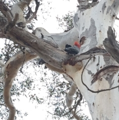 Callocephalon fimbriatum (Gang-gang Cockatoo) at Hughes, ACT - 19 Oct 2018 by KL