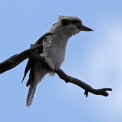 Dacelo novaeguineae (Laughing Kookaburra) at Namadgi National Park - 18 Oct 2018 by RodDeb