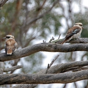 Dacelo novaeguineae at Tennent, ACT - 18 Oct 2018