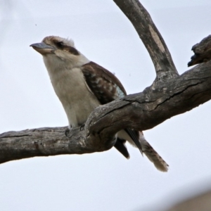 Dacelo novaeguineae at Tennent, ACT - 18 Oct 2018