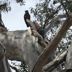 Callocephalon fimbriatum (Gang-gang Cockatoo) at Red Hill Nature Reserve - 20 Oct 2018 by KL