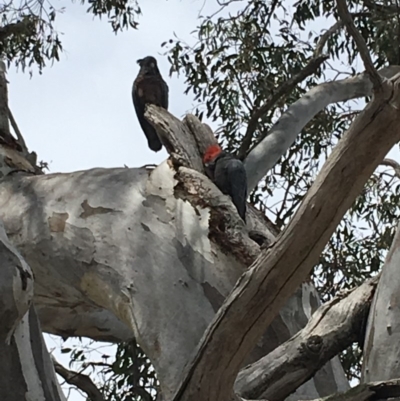 Callocephalon fimbriatum (Gang-gang Cockatoo) at Deakin, ACT - 20 Oct 2018 by KL