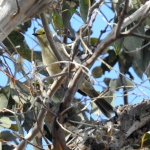 Ptilotula penicillata at Paddys River, ACT - 18 Oct 2018