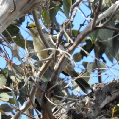 Ptilotula penicillata (White-plumed Honeyeater) at Paddys River, ACT - 18 Oct 2018 by RodDeb