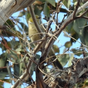 Ptilotula penicillata at Paddys River, ACT - 18 Oct 2018