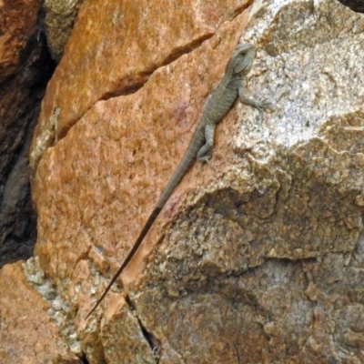 Intellagama lesueurii howittii (Gippsland Water Dragon) at Gigerline Nature Reserve - 18 Oct 2018 by RodDeb