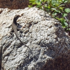 Intellagama lesueurii howittii at Tharwa, ACT - 18 Oct 2018 02:32 PM