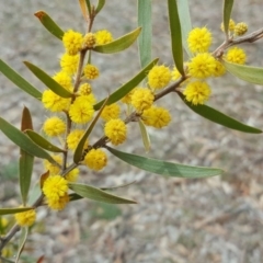 Acacia lanigera var. lanigera (Woolly Wattle, Hairy Wattle) at O'Malley, ACT - 20 Oct 2018 by Mike