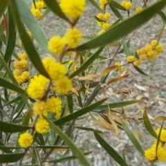 Acacia lanigera var. lanigera at O'Malley, ACT - 20 Oct 2018