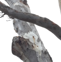 Callocephalon fimbriatum (Gang-gang Cockatoo) at Red Hill Nature Reserve - 20 Oct 2018 by KL