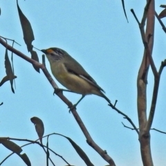 Pardalotus striatus (Striated Pardalote) at Tennent, ACT - 18 Oct 2018 by RodDeb