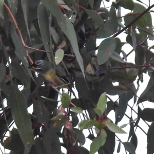 Pardalotus striatus at Tennent, ACT - 18 Oct 2018